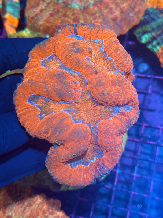 Insane Bright Orange Lobophyllia Meat Coral XXL