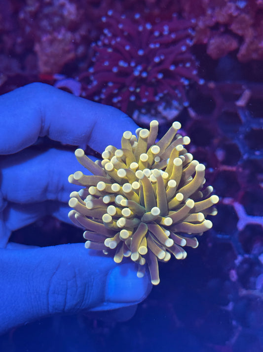 JEA Banana Peel Variant Torch Coral 1 XL Head