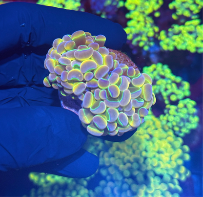 KDR Rainbow Hammer Coral 2 Heads XL