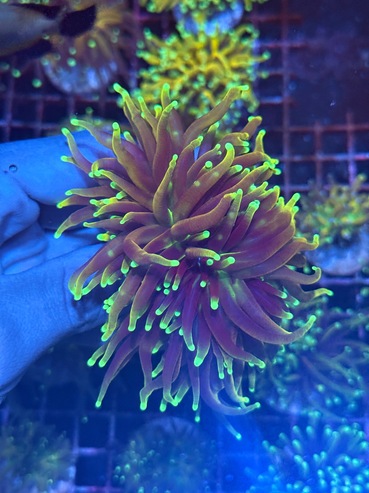 JEA 21 Tails Torch Coral 2 XL Heads AQUACULTURED