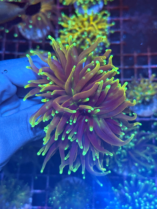 JEA 21 Tails Torch Coral 2 XL Heads AQUACULTURED