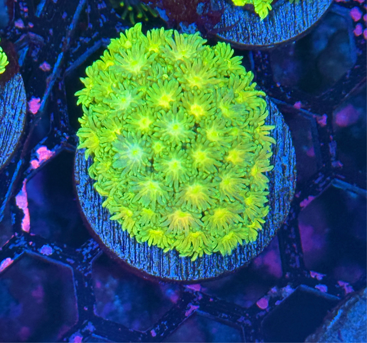 JEA Sprite Goniopora Coral