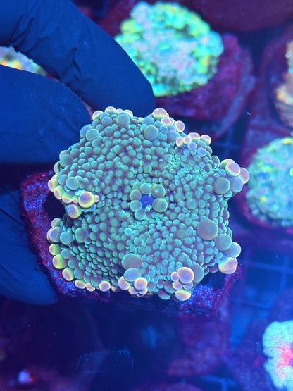 JEA Dr Frankenstein Bubble Yuma Mushroom Coral Nice Fat Skirt