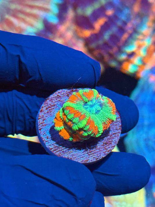 JEA Watermelon Splash Asian Acans 2 XL Heads