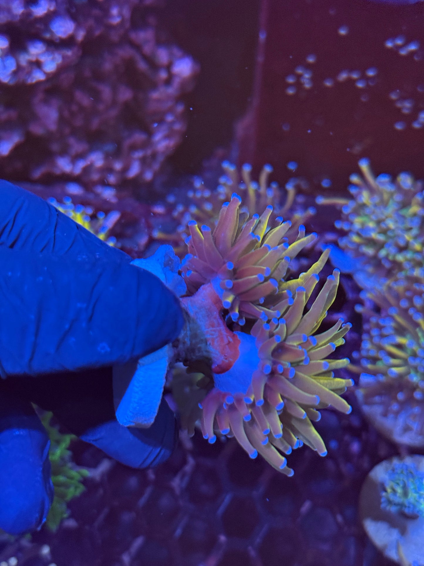 JEA Shiny Dragon Tamer Torch Coral 2 XL Heads