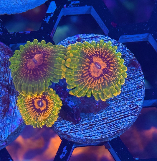 GMK Grand Master Krakatoa Zoanthid Coral 3 Polyps