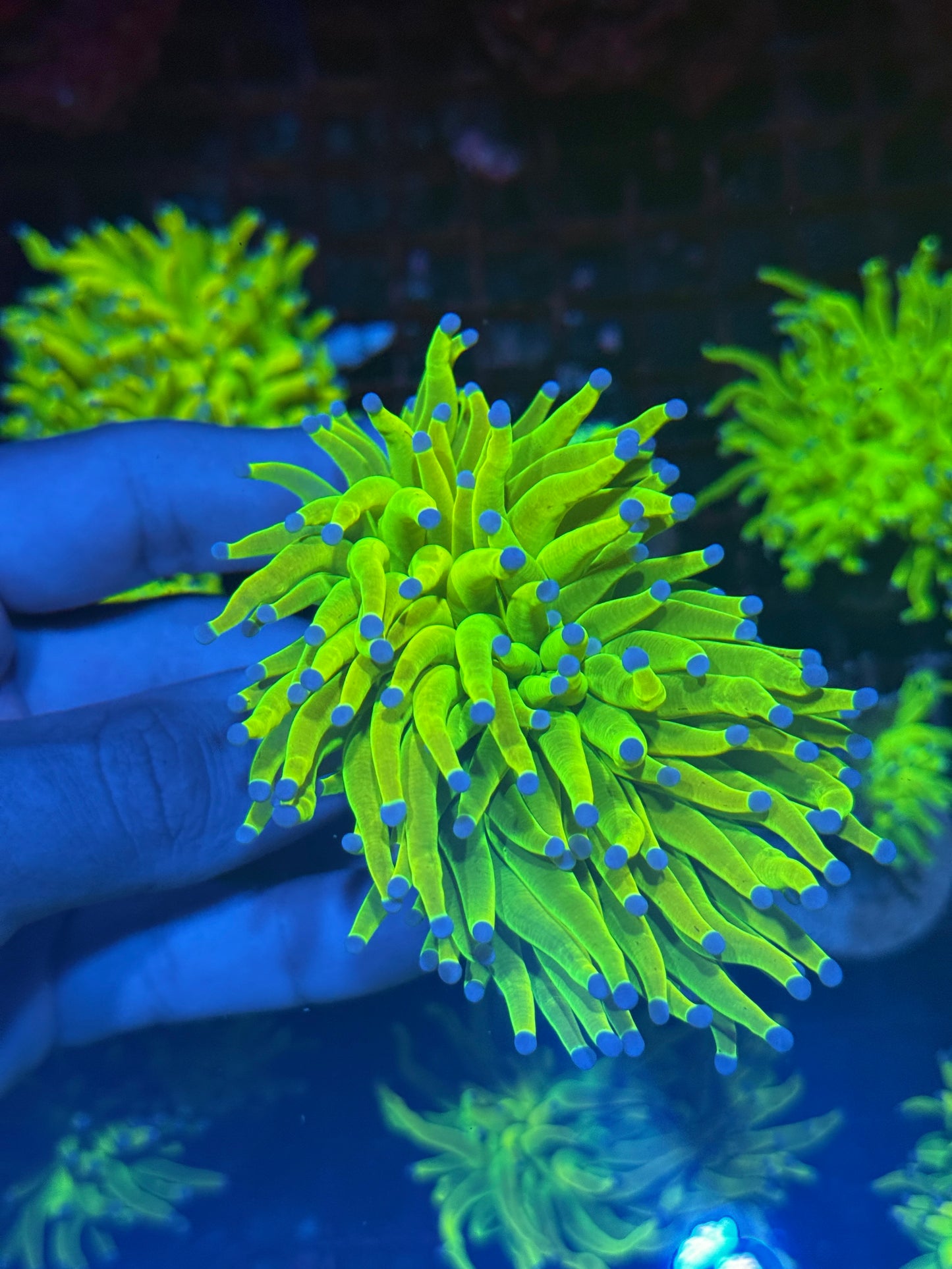 JEA Holy Grail Torch Coral 2 Heads XL