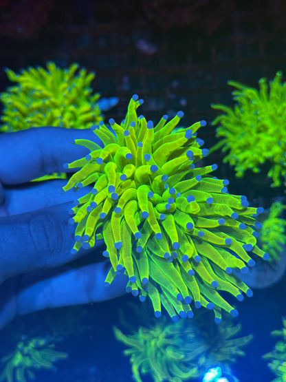 JEA Holy Grail Torch Coral 2 Heads XL