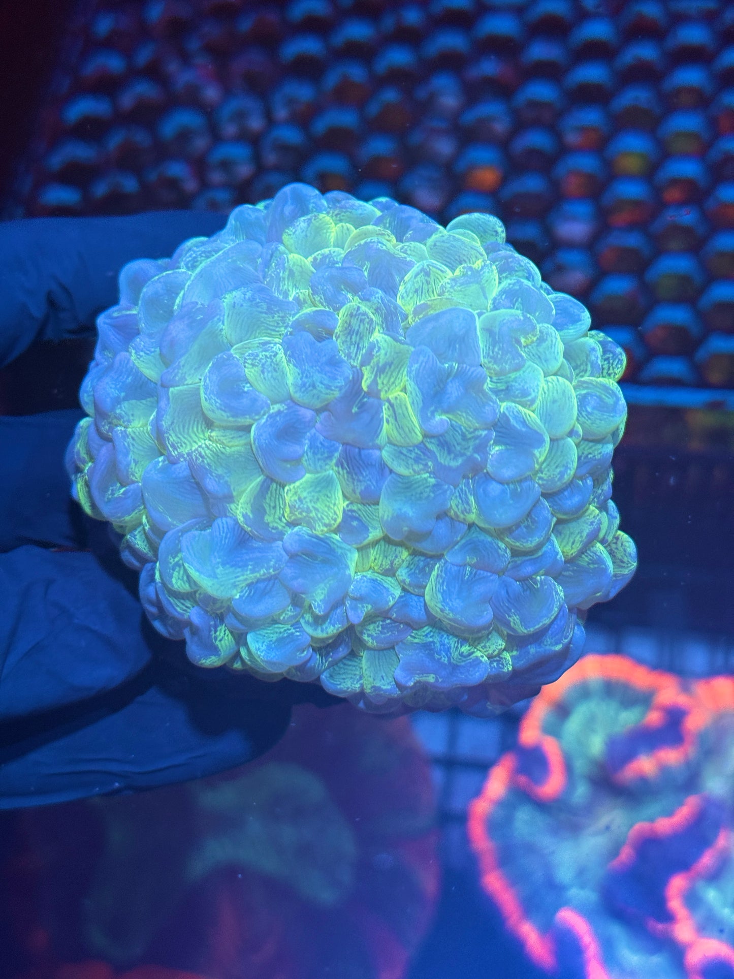 Marbled Splatter Bubble Coral XXL Show Sized