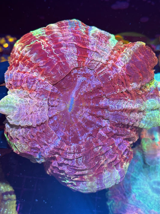 Insane Multicolor Acanthophyllia Meat Coral XXL