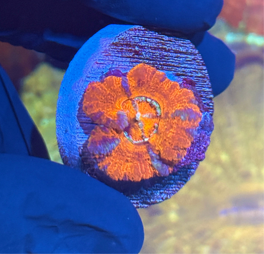 JEA Fruit Punch Asian Acans 1 Head