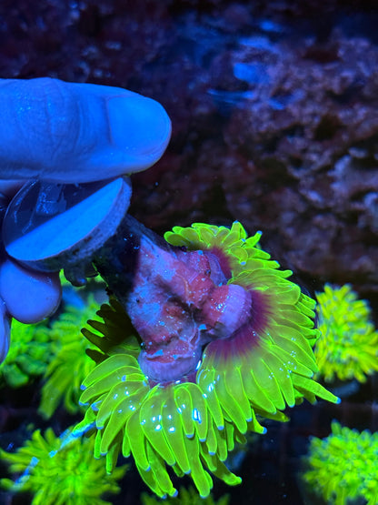 JEA Holy Grail Torch Coral 3 XL Heads Show Piece