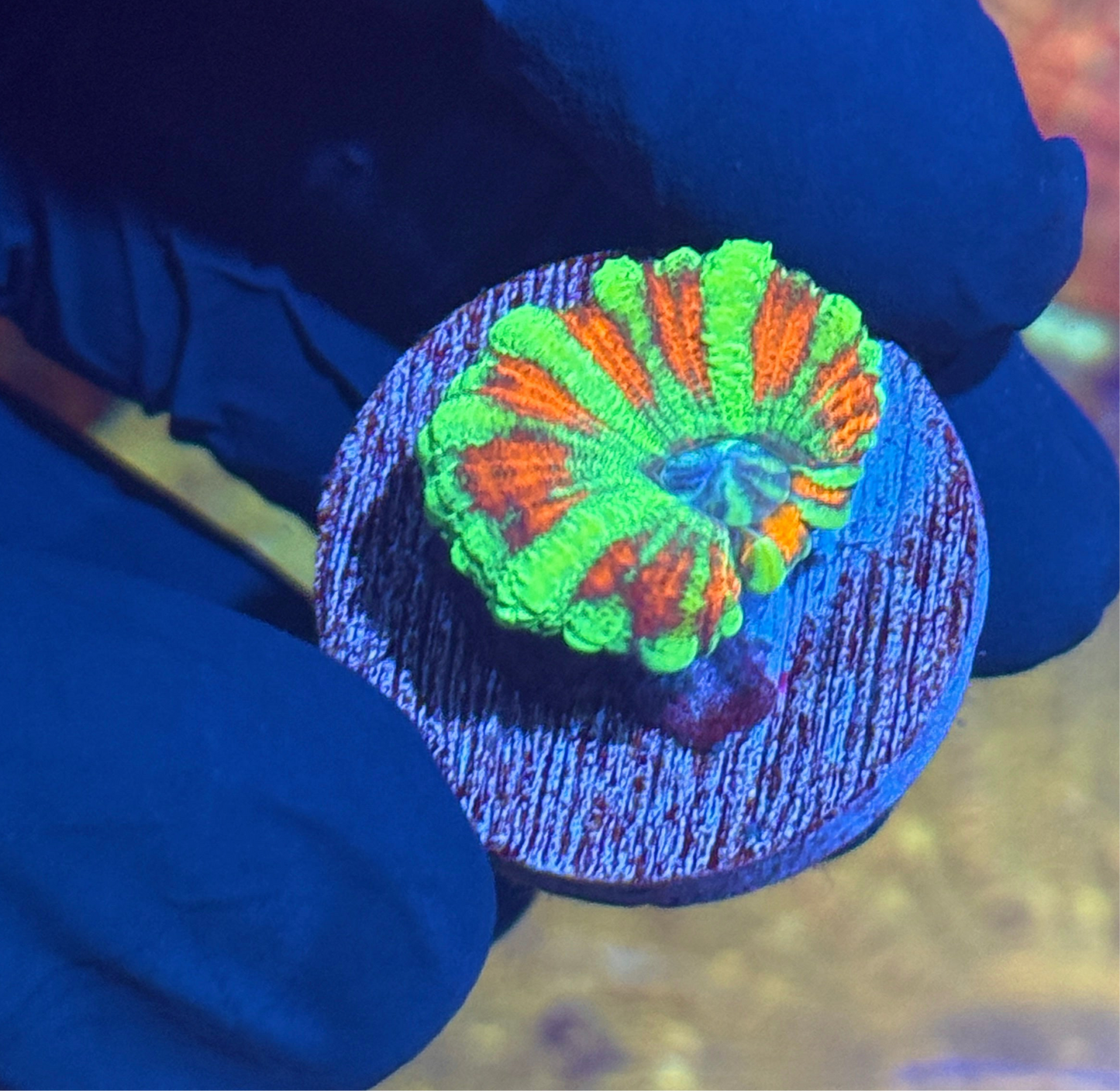 JEA Watermelon Splash Asian Acans 1 Head