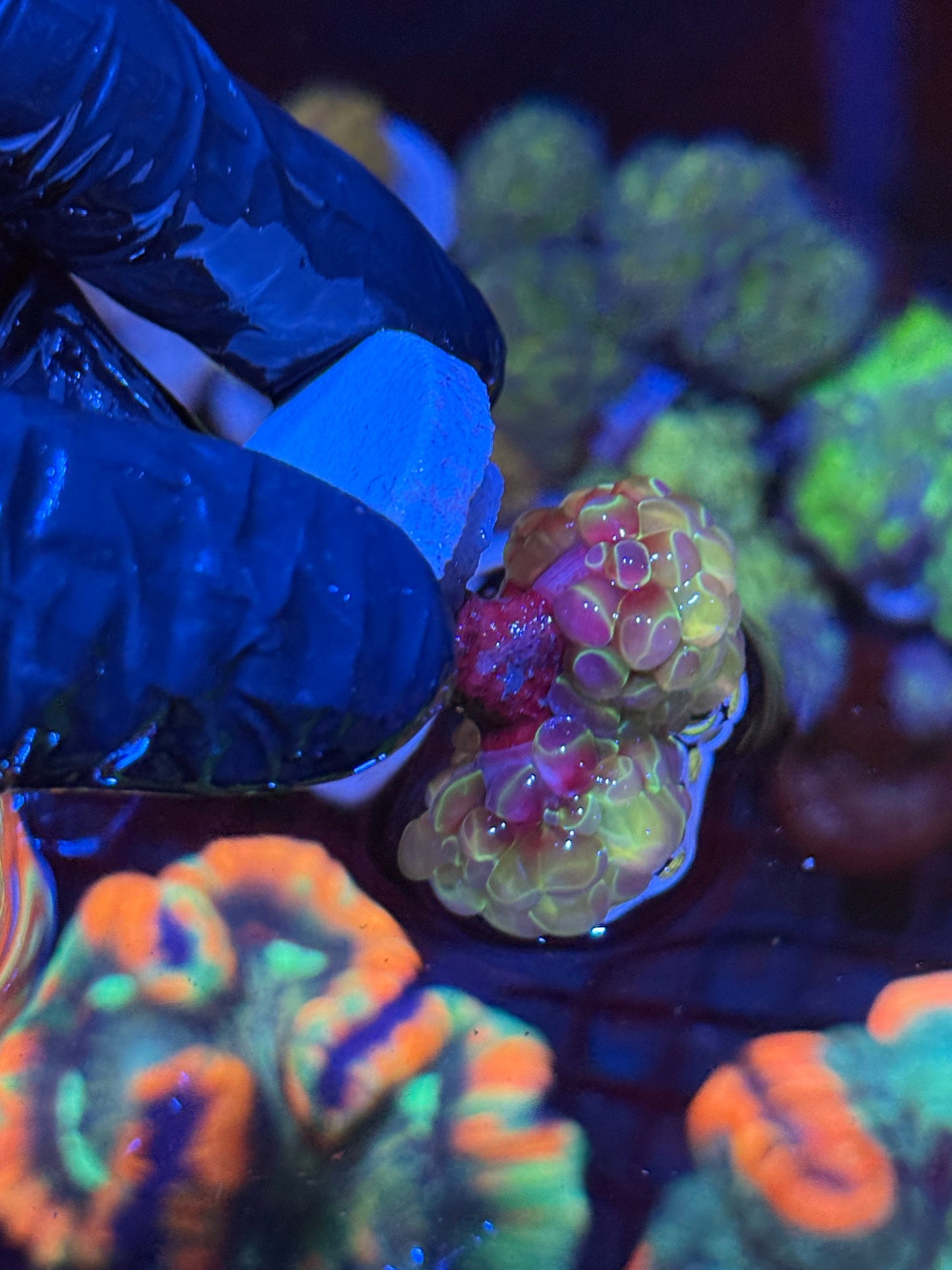 JEA Hologram Hammer Coral 2 Heads