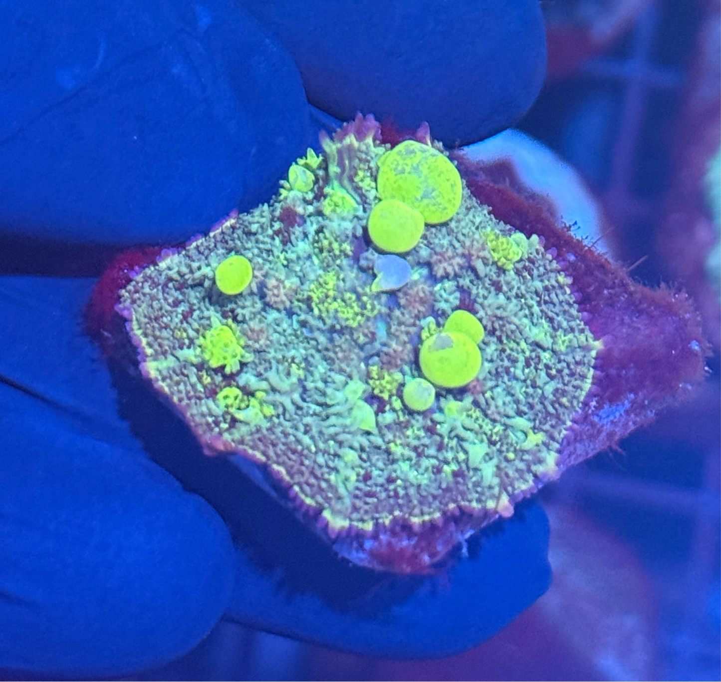 JEA Biohazard Bounce Mushroom Coral Insane