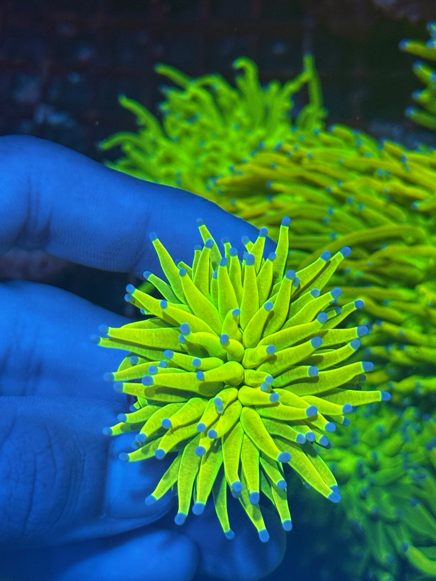 JEA Holy Grail Torch Coral 1 XL Head