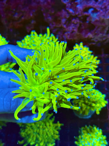 JEA Holy Grail Torch Coral 1 XXL Head