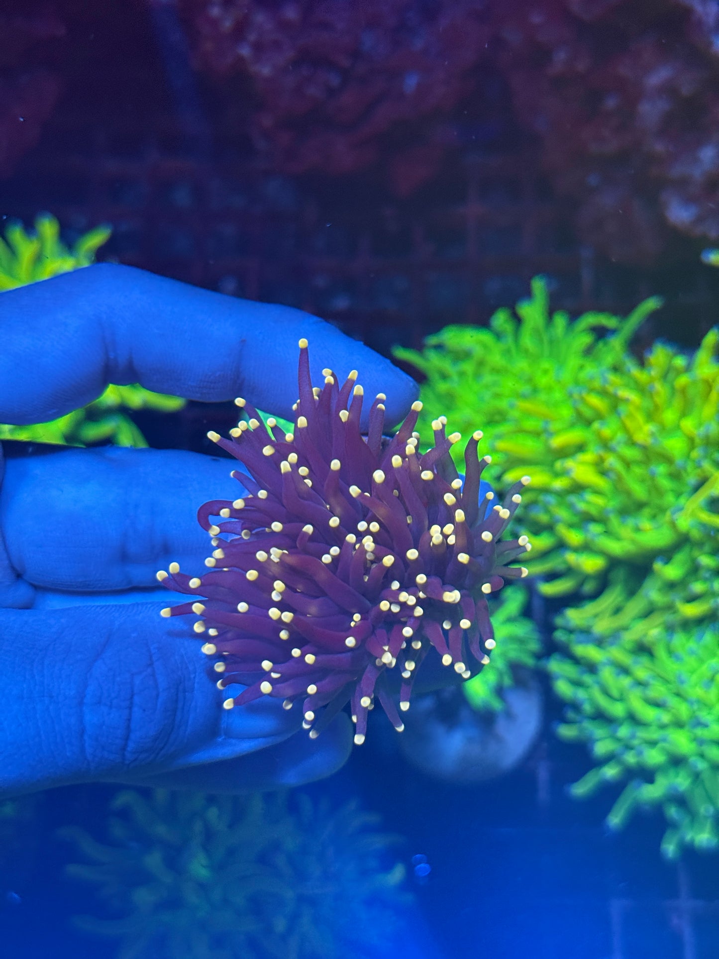 JEA Evil Peach Torch Coral 3 Heads Splitting