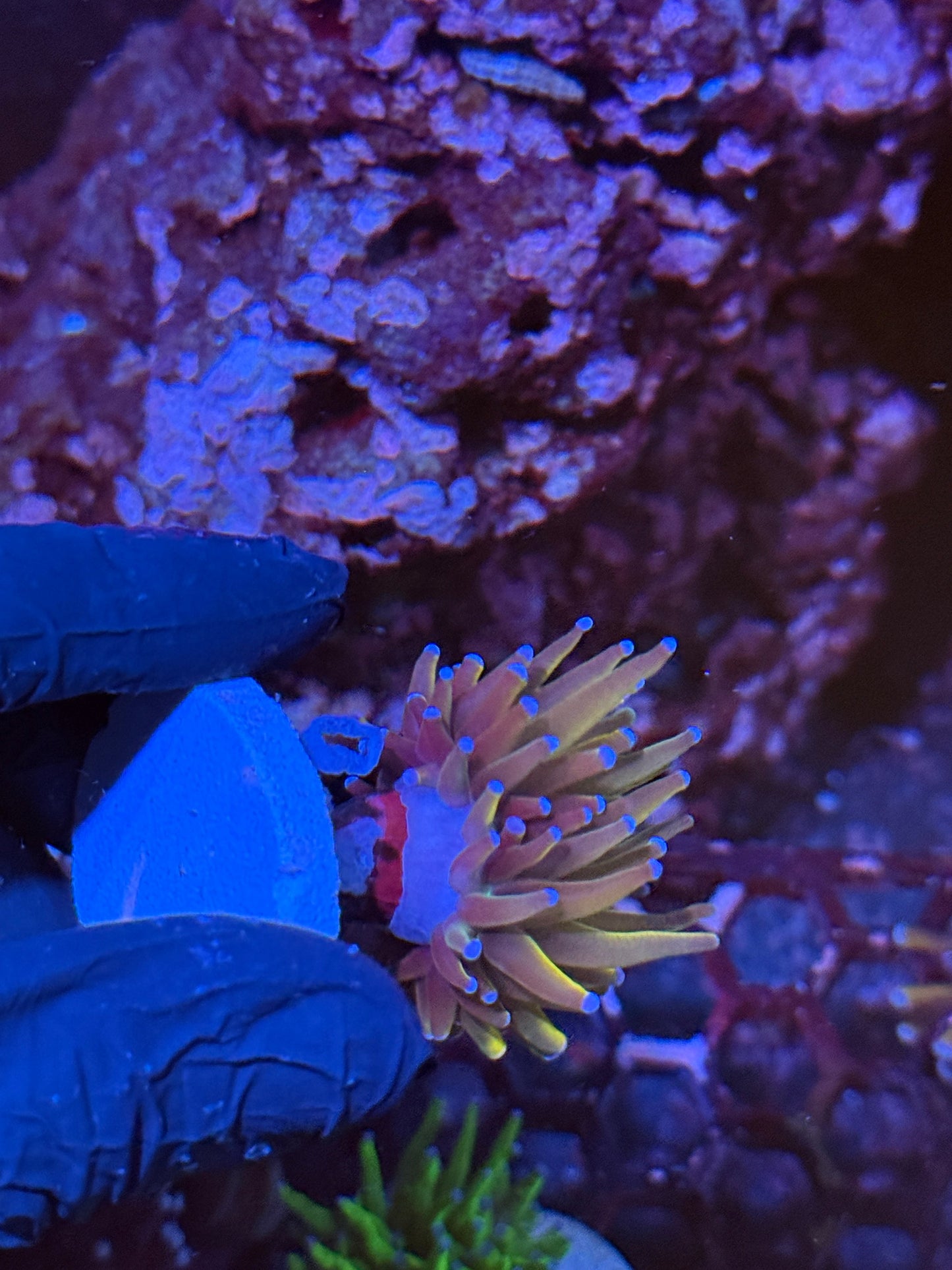 JEA Shiny Dragon Tamer Torch Coral 1 XL Heads