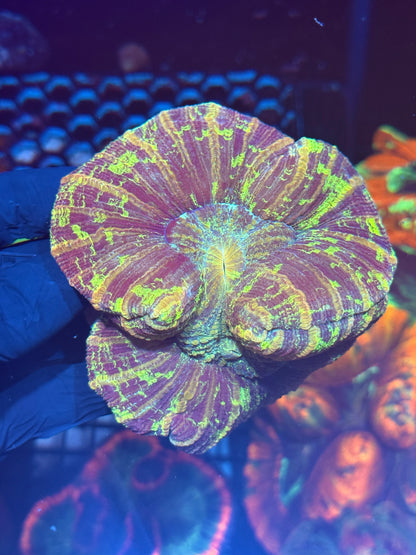 Psychedelic Trachyphyllia Meat Coral XL