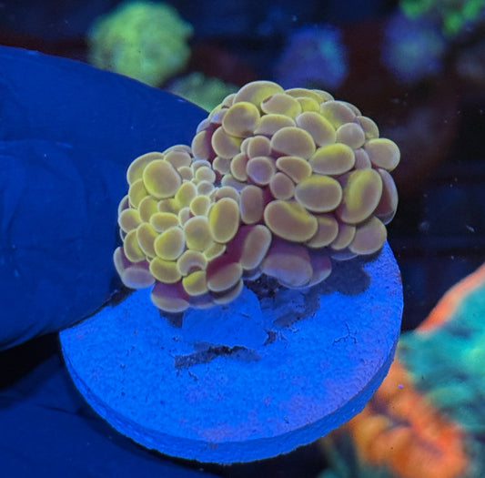 JEA Orange Fusion Hammer Coral 2 Head