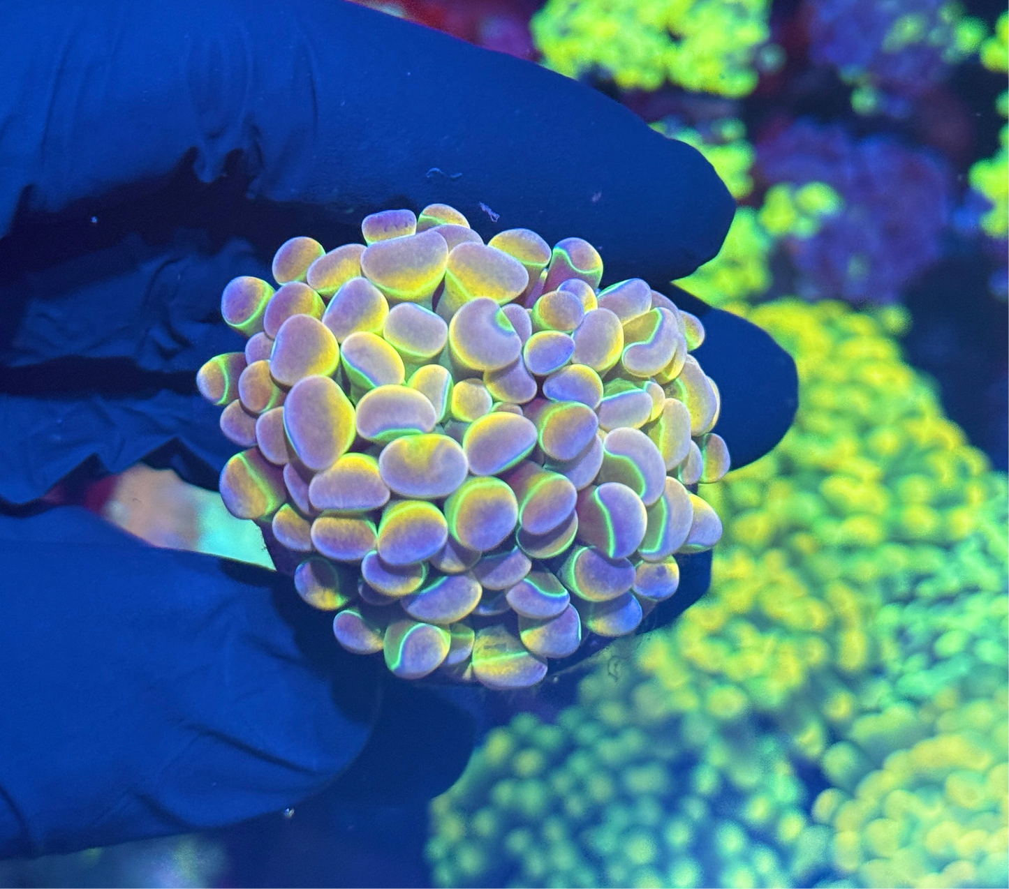 KDR Rainbow Hammer Coral Splitting 3 Ways