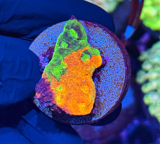 JEA Rainbow Meltdown Chalice Coral