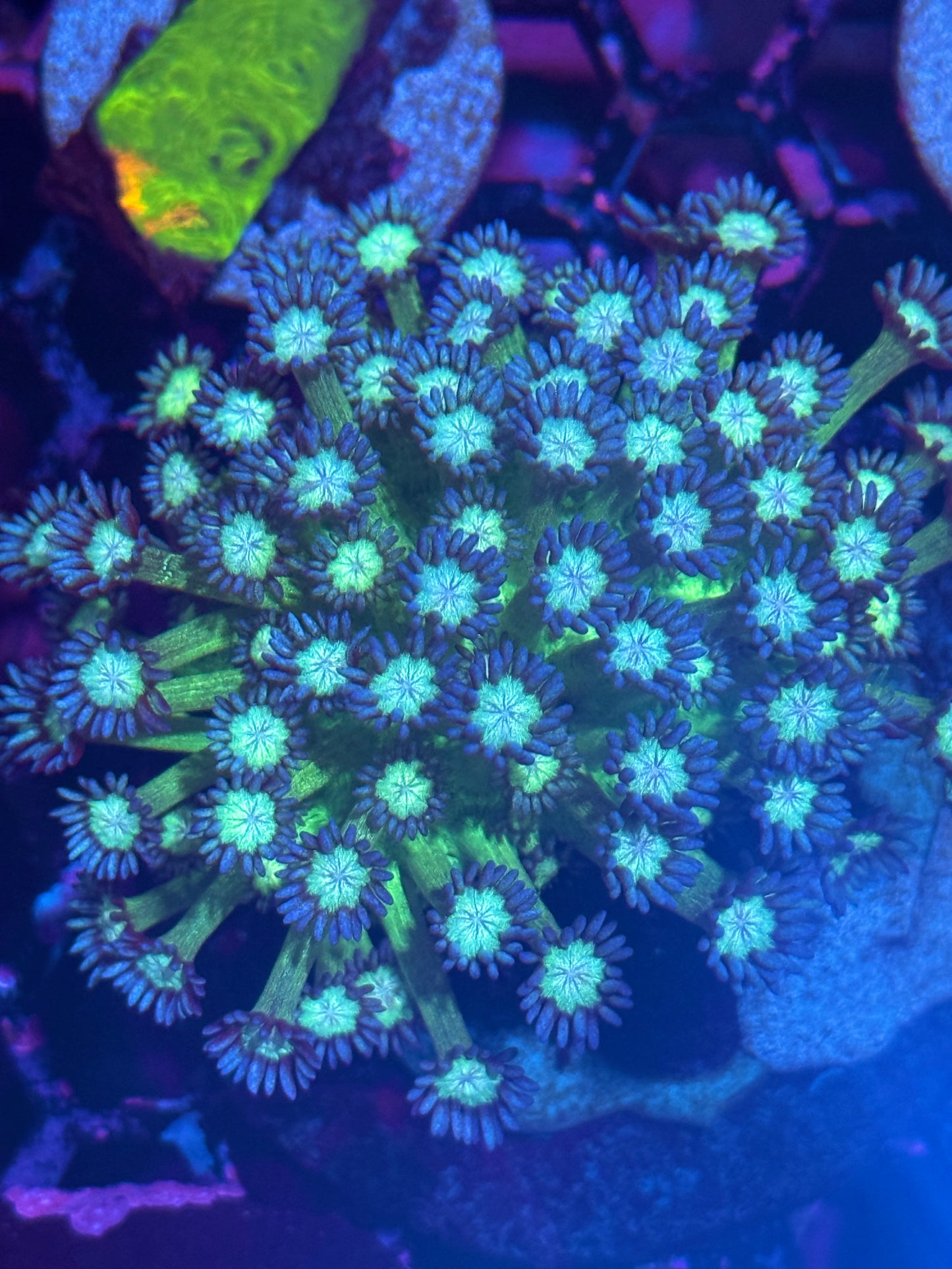 JEA Glitter Goniopora Coral Mini Colony