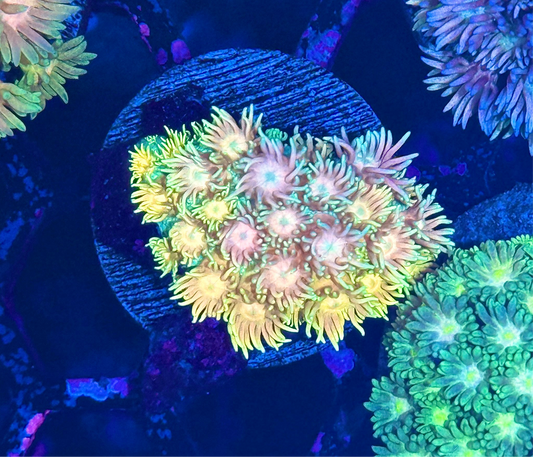 JEA Pink Lotus Goniopora Coral BRIGHT