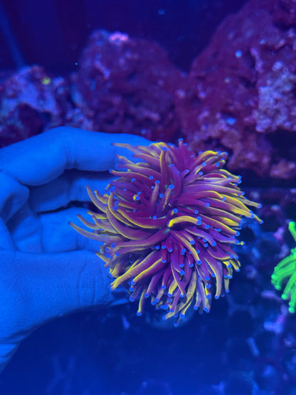 JEA Ultra New York Knicks Torch Coral 2 XL Heads