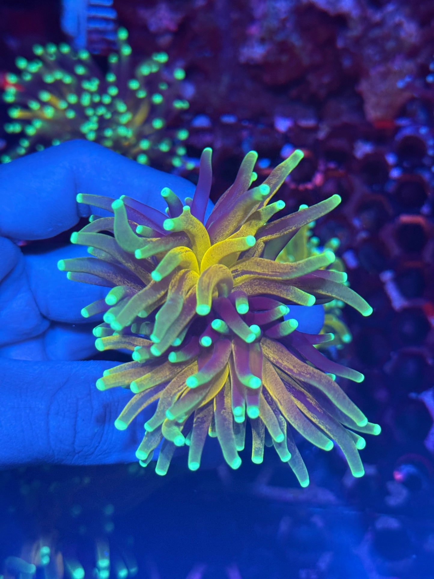 JEA Branching Tiger 2.0 2 XL Heads Crazy Extension BRIGHT