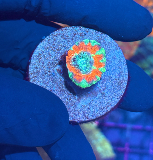 JEA Tiger Blood Asian Acan 1 Headed