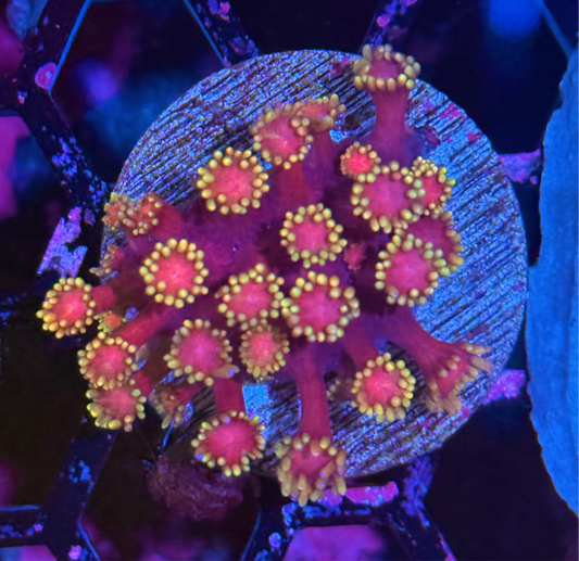 JEA Spyro Goniopora Coral