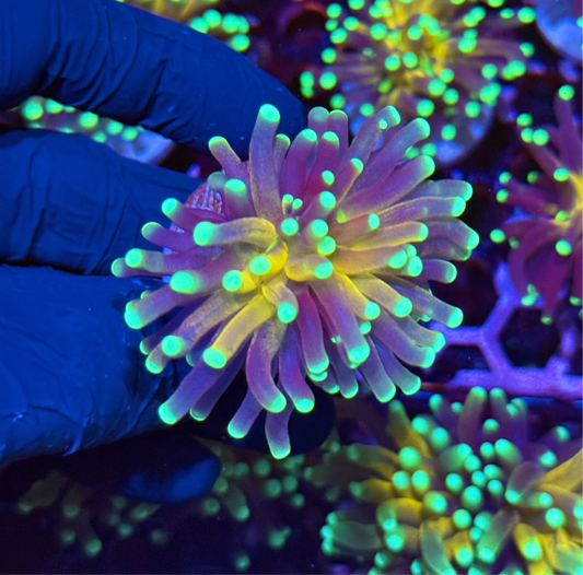 JEA Branching Tiger Torch Coral 1 XL Head Splitting