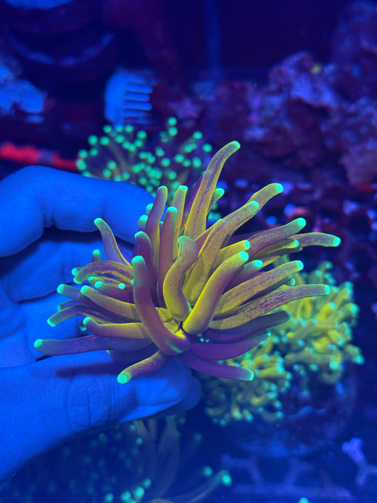 JEA Branching Tiger 2.0 XL Head Crazy Extension BRIGHT