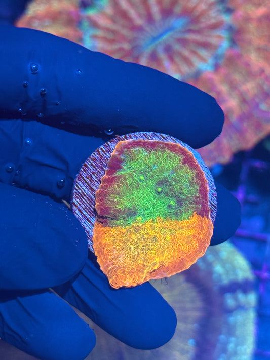 JEA Rainbow Madness Chalice Coral Half / Half INSANE