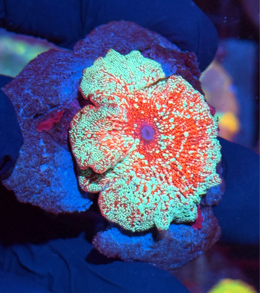 JEA Game Over  Discosoma Mushroom Coral XL INSANE