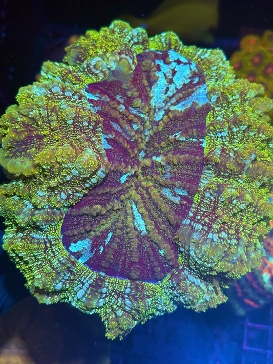 Insane Glitter Acanthophyllia Meat Coral XXXL Show Piece
