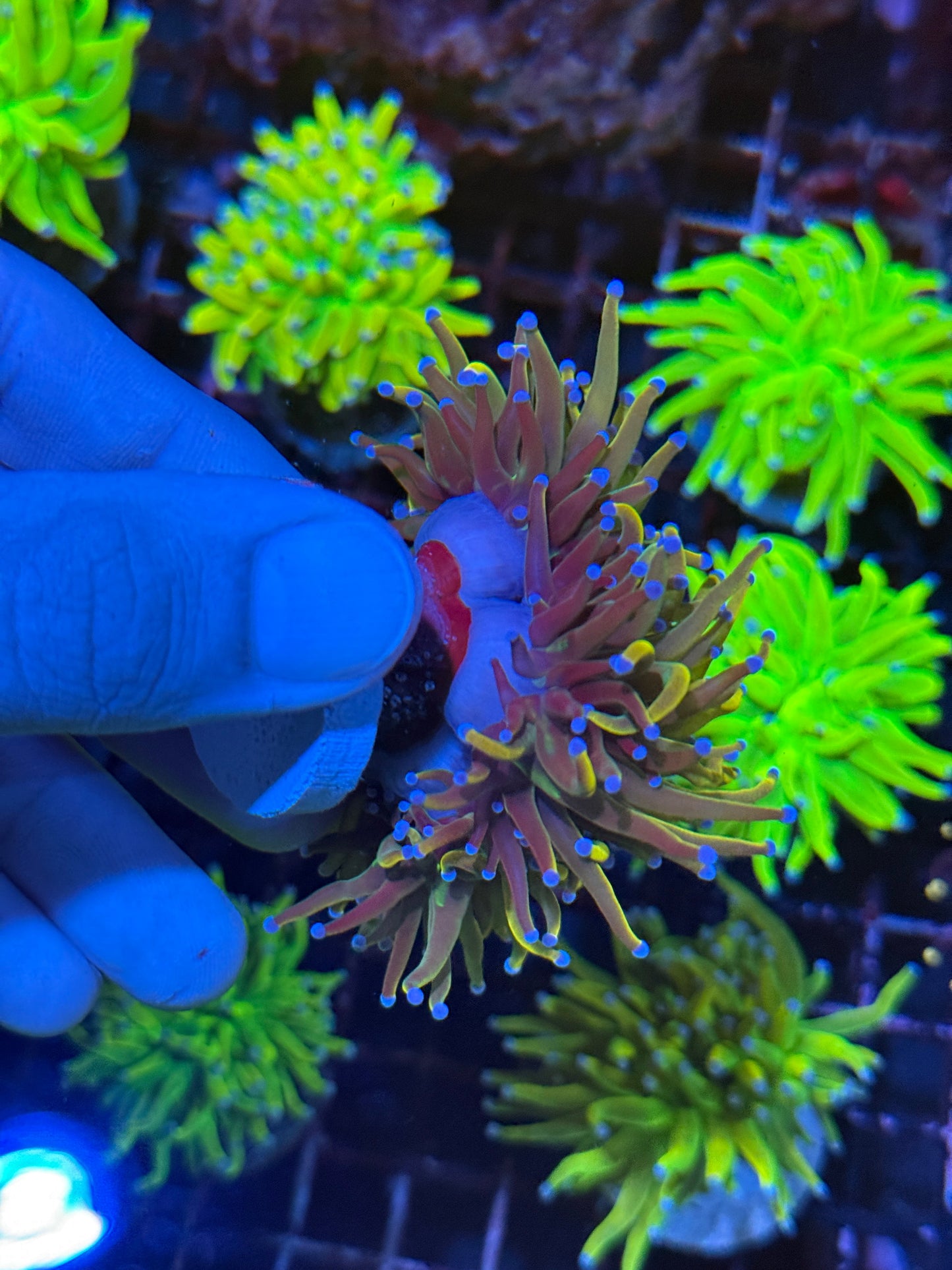 JEA Shiny Dragon Tamer Torch Coral 3 XL Heads