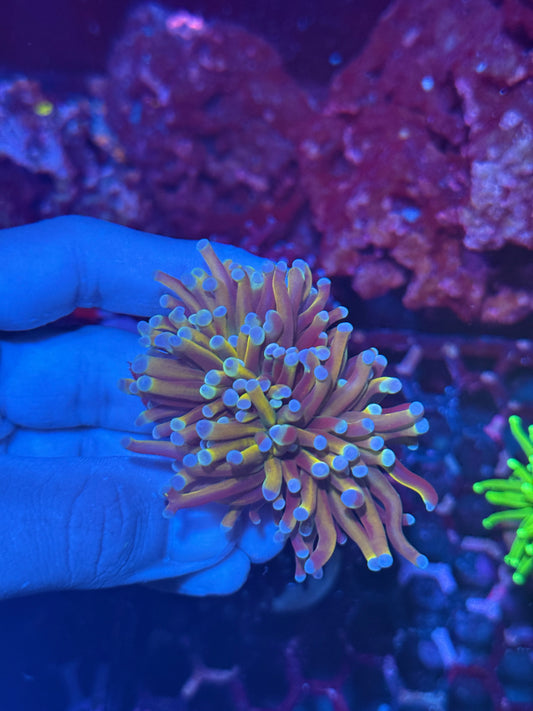 JEA Dragon Master Torch Coral 2 Heads XL