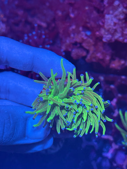 Todd’s Torch Coral 2 Heads Splitting