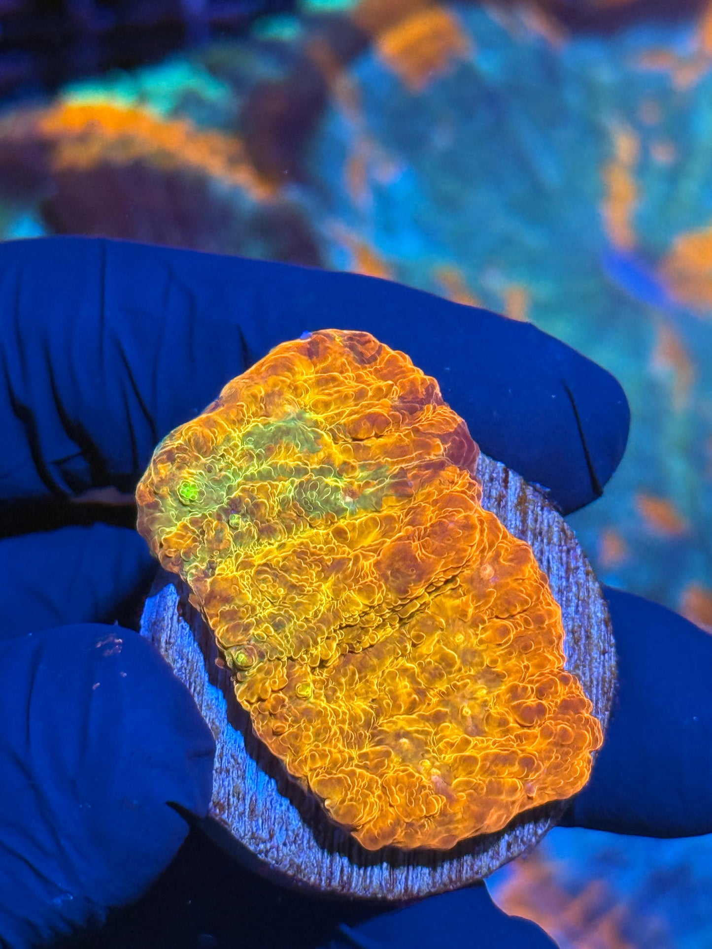 JEA Rainbow Chalice Coral
