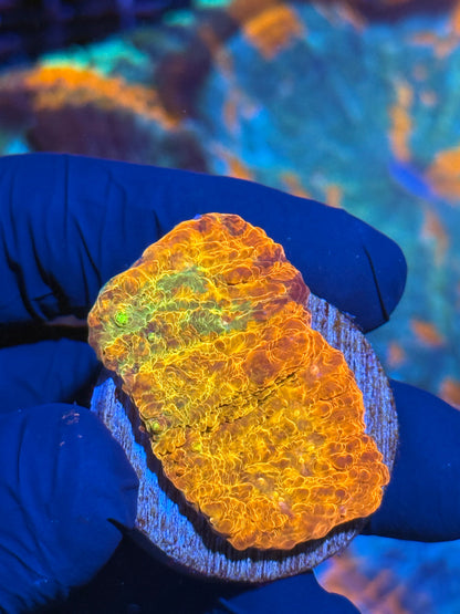 JEA Rainbow Chalice Coral