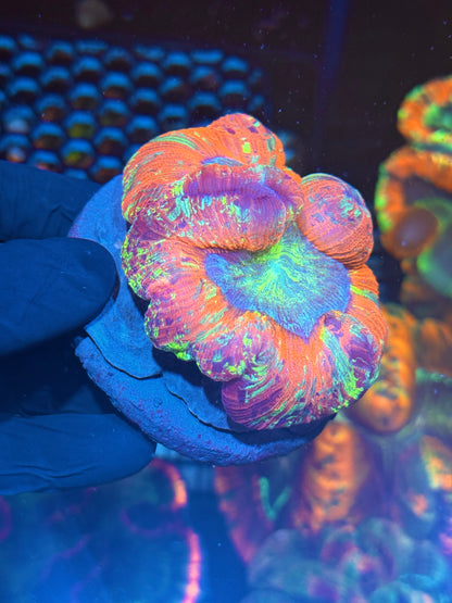Rainbow Trachyphyllia Meat Coral XL
