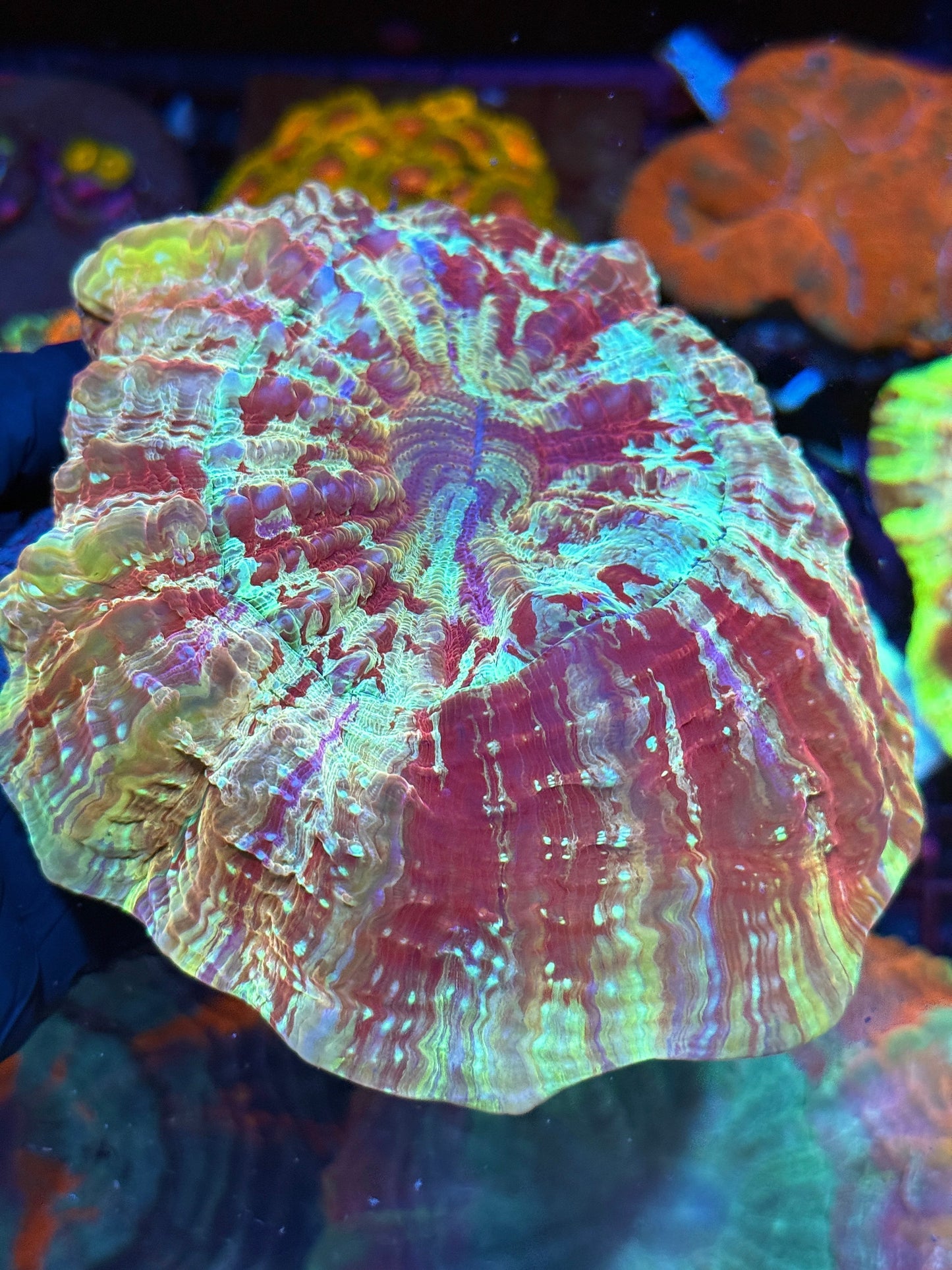 Acanthophyllia Meat Coral Insane Stripes 5 Colors XXL Show Piece