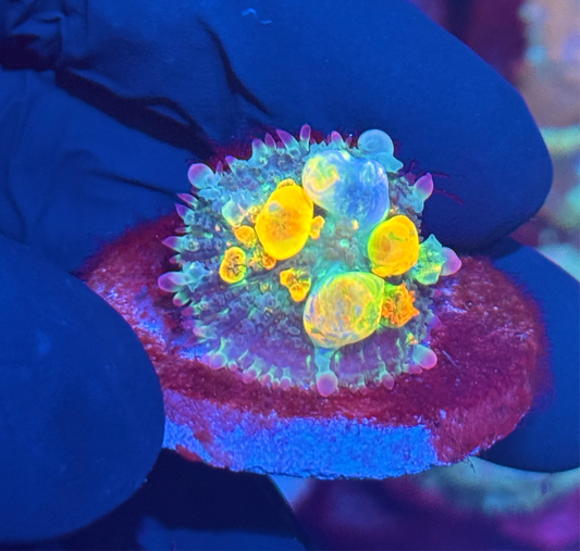 WWC OG Bounce Mushroom Coral Nice Bubbles