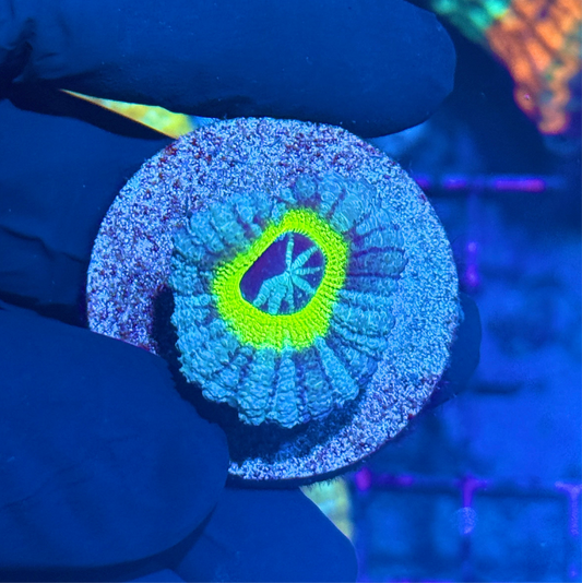 JEA Dragons Halo Asian Acans 1 XL Head