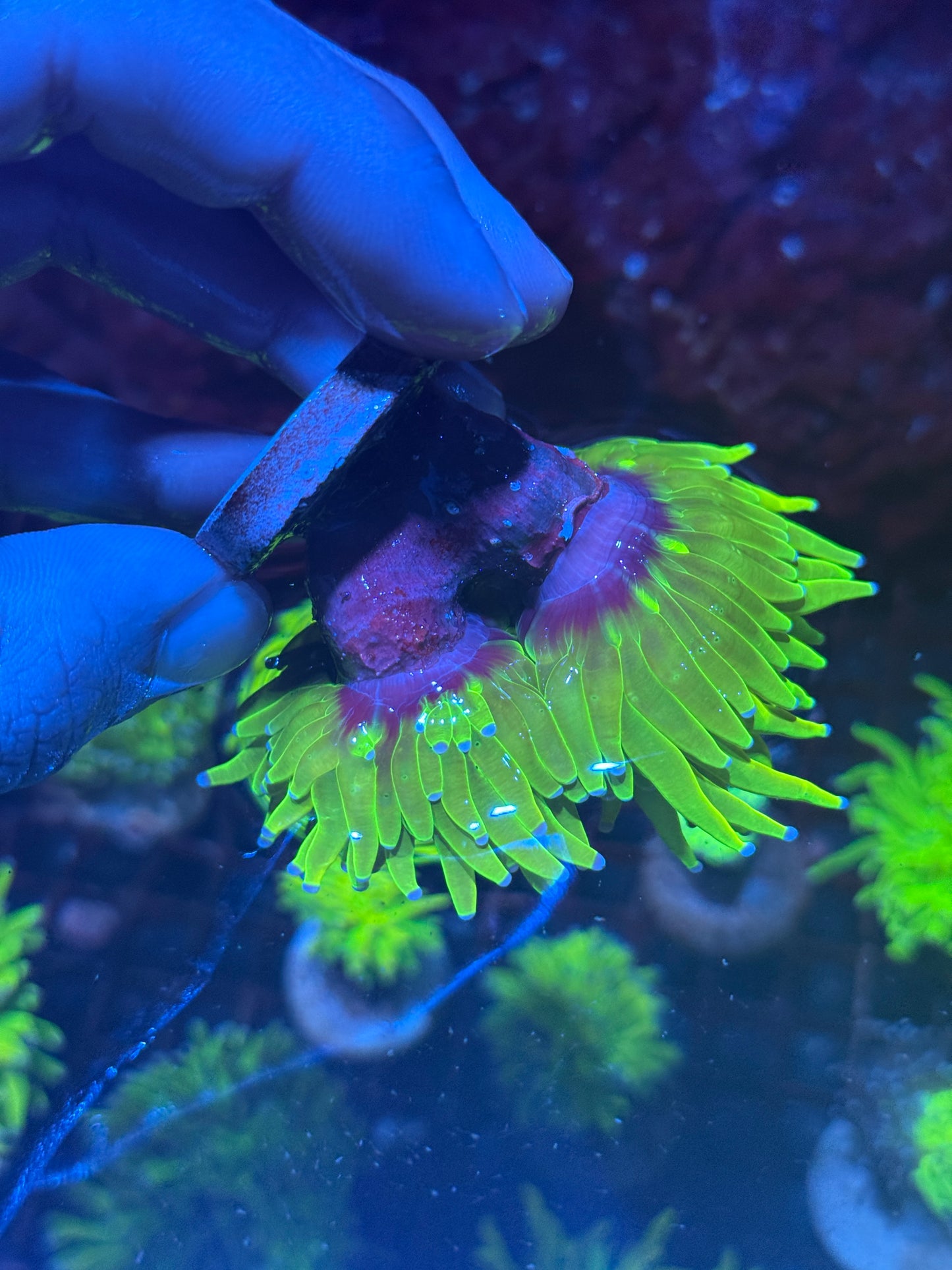 JEA Holy Grail Torch Coral 2 XL Heads