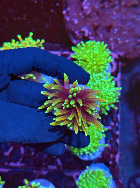 JEA Dragon Fire Torch Coral 1 Head