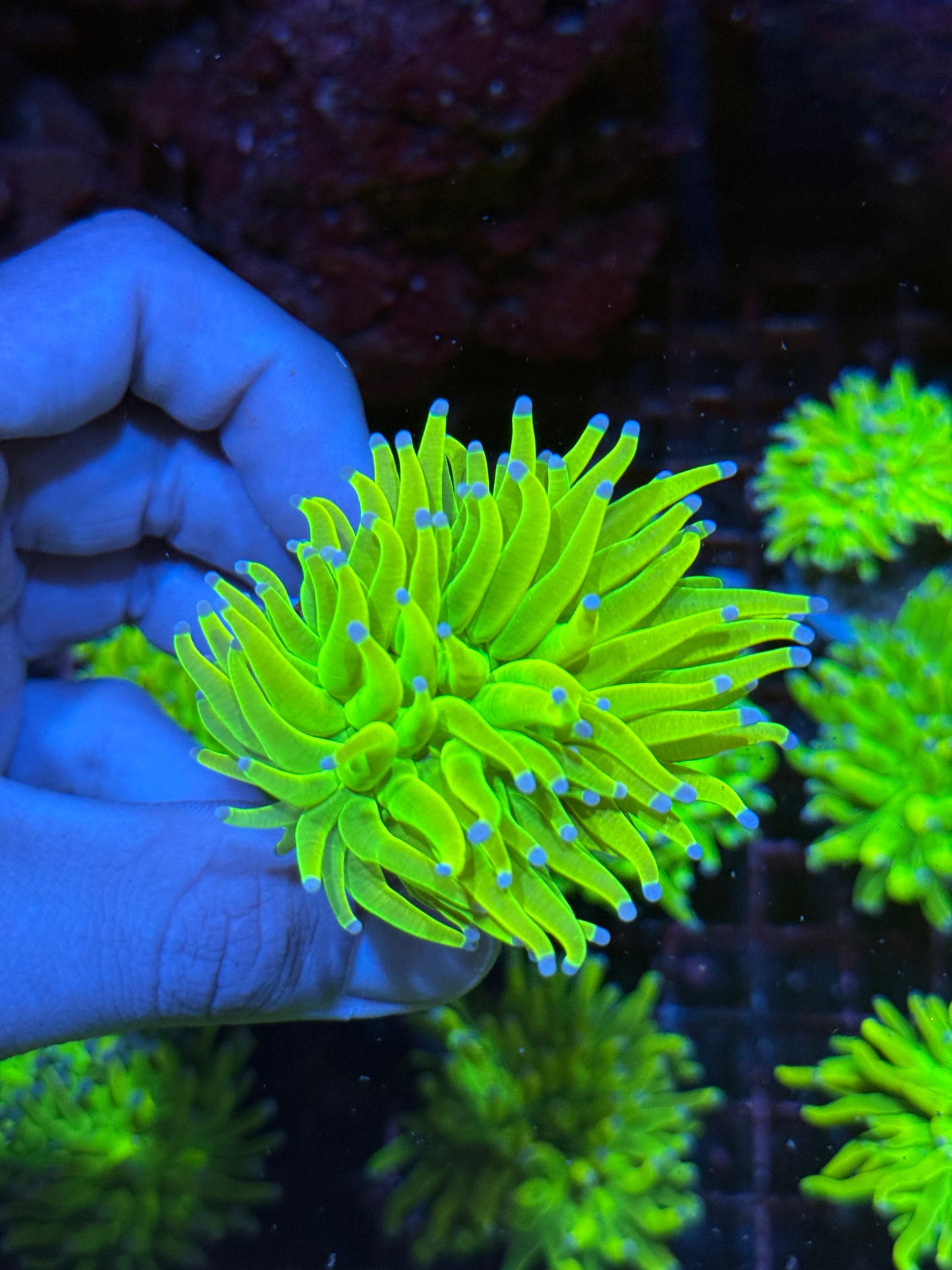 JEA Holy Grail Torch Coral 1 XL Head